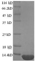 Recombinant Mycobacterium tuberculosis ESAT-6-like protein esxB (esxB) – Figure 1 of 1
