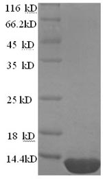 Recombinant Mycobacterium tuberculosis ESAT-6-like protein esxB (esxB) – Figure 1 of 1