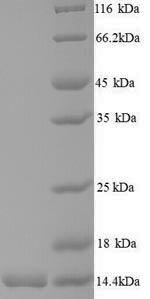 Recombinant Mycobacterium tuberculosis Low molecular weight antigen MTB12 (mtb12) – Figure 1 of 1