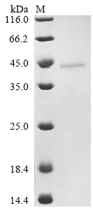 (Tris-Glycine gel) Discontinuous SDS-PAGE (reduced) with 5% enrichment gel and 15% separation gel.