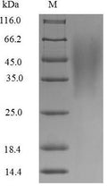 The reducing (R) protein migrates as 45 kDa in SDS-PAGE may be due to glycosylation.