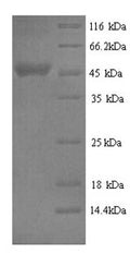 Recombinant Bovine Serpin A3-2 (SERPINA3-2) – Figure 1 of 1