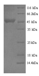 Recombinant Bovine Serpin A3-2 (SERPINA3-2) – Figure 1 of 1