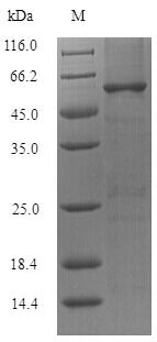 Recombinant Lactobacillus reuteri Chaperonin GroEL (groEL) – Figure 1 of 1