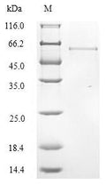 Recombinant Human Collagen alpha-6 (VI) chain (COL6A6), partial – Figure 1 of 1