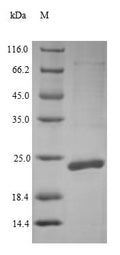 Recombinant Escherichia coli O9:H4 Outer-membrane lipoprotein carrier protein (lolA) – Figure 1 of 1