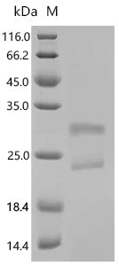 (Tris-Glycine gel) Discontinuous SDS-PAGE (reduced) with 5% enrichment gel and 15% separation gel.