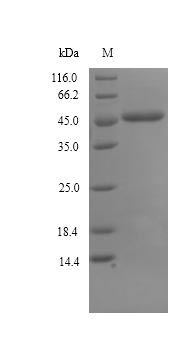 (Tris-Glycine gel) Discontinuous SDS-PAGE (reduced) with 5% enrichment gel and 15% separation gel.