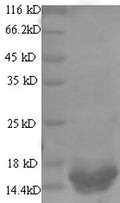 Recombinant Rotavirus A Non-structural glycoprotein 4, partial – Figure 1 of 1