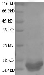 Recombinant Rotavirus A Non-structural glycoprotein 4, partial – Figure 1 of 1