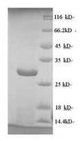 Recombinant Human cytomegalovirus Envelope glycoprotein L (gL) – Figure 1 of 1