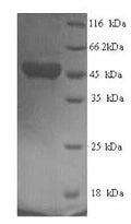 Recombinant Human respiRatory syncytial virus B Fusion glycoprotein F0 (F), partial – Figure 1 of 1