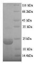 Recombinant Bacillus subtilis Expansin-yoaJ (yoaJ) – Figure 1 of 1
