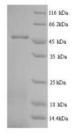 Recombinant Apis mellifera Major royal jelly protein 1 (MRJP1) – Figure 1 of 1