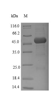 Recombinant Bacillus subtilis Alpha-galactosidase (melA) – Figure 1 of 1