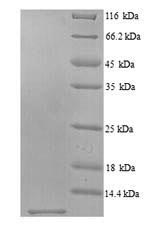 Recombinant Mouse Scrapie-responsive protein 1 (Scrg1) – Figure 1 of 1