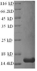 Recombinant Rat Prolactin-inducible protein homolog (Pip) – Figure 1 of 1