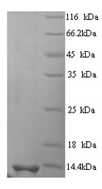 Recombinant Human Scrapie-responsive protein 1 (SCRG1) – Figure 1 of 1