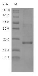 Recombinant Callithrix jacchus Interleukin-10 (IL10) – Figure 1 of 1