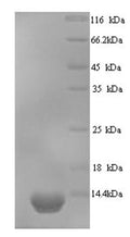 Recombinant Saccharomyces cerevisiae Ubiquitin-like protein SMT3 (SMT3) – Figure 1 of 1