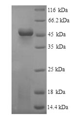 Recombinant Human Fibroleukin (FGL2) – Figure 1 of 1