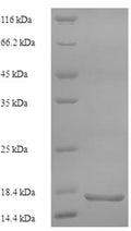 Recombinant Human Secretory phospholipase A2 receptor (PLA2R1), partial – Figure 1 of 1