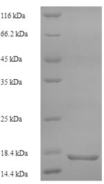 Recombinant Human Secretory phospholipase A2 receptor (PLA2R1), partial – Figure 1 of 1