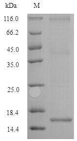 Recombinant Human/Cynomolgus monkey Activin receptor type-2B (ACVR2B), partial – Figure 1 of 1