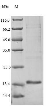 Recombinant Dog Epididymal secretory protein E1 (NPC) – Figure 1 of 1