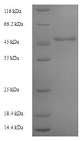 Recombinant Arabidopsis thaliana Lycopene beta cyclase, chloroplastic (LCY1) – Figure 1 of 1