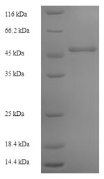 Recombinant Arabidopsis thaliana Lycopene beta cyclase, chloroplastic (LCY1) – Figure 1 of 1