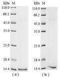 (Tris-Glycine gel) Discontinuous SDS-PAGE (reduced) with 5% enrichment gel and 15% separation gel.
