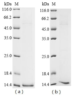(Tris-Glycine gel) Discontinuous SDS-PAGE (reduced) with 5% enrichment gel and 15% separation gel.