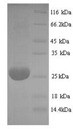 Recombinant Bovine Adiponectin (ADIPOQ) – Figure 1 of 1