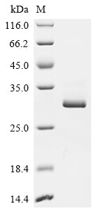 (Tris-Glycine gel) Discontinuous SDS-PAGE (reduced) with 5% enrichment gel and 15% separation gel.