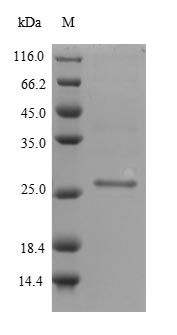 Recombinant Staphylococcus aureus Staphylococcal secretory antigen ssaA1 (ssaA1) – Figure 1 of 1