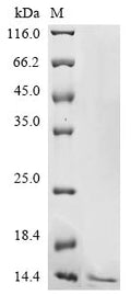 (Tris-Glycine gel) Discontinuous SDS-PAGE (reduced) with 5% enrichment gel and 15% separation gel.