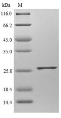 The reducing (R) protein migrates as 26 kDa in SDS-PAGE may be due to glycosylation.