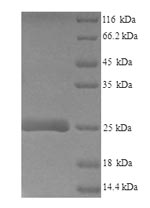 Recombinant Mouse Lymphocyte antigen 6E (Ly6e) – Figure 1 of 1