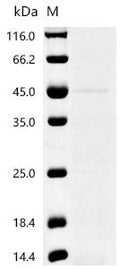 (Tris-Glycine gel) Discontinuous SDS-PAGE (reduced) with 5% enrichment gel and 15% separation gel.