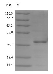 Recombinant Human Meteorin-like protein (METRNL) – Figure 1 of 1