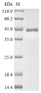 (Tris-Glycine gel) Discontinuous SDS-PAGE (reduced) with 5% enrichment gel and 15% separation gel.