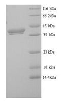 Recombinant Mouse Erythroferrone (Erfe) – Figure 1 of 1