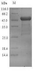 Recombinant Norovirus Capsid protein VP1 (ORF2) – Figure 1 of 1