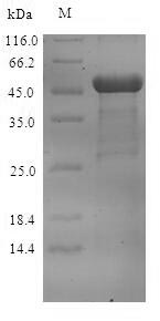 Recombinant Norovirus Capsid protein VP1 (ORF2) – Figure 1 of 1
