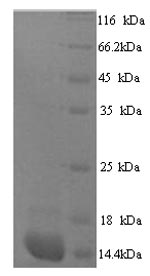 Recombinant Human Protein S100-A7A (S100A7A), partial – Figure 1 of 1