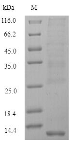 Recombinant Danio rerio Metallothionein-2 (mt2) – Figure 1 of 1