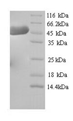 Recombinant Mouse Hydroxymethylglutaryl-CoA synthase, Cytoplasmic domain (Hmgcs1) – Figure 1 of 1
