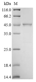 Recombinant Mouse Serine protease inhibitor A3N (Serpina3n) – Figure 1 of 1