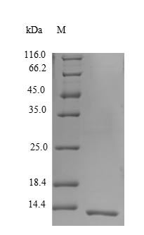 Recombinant Human Beta-defensin 124 (DEFB124) – Figure 1 of 1